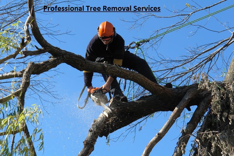 Boroondara Tree Removals