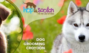 Dog Grooming Croydon