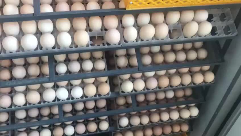 Egg Incubator Manufacturers in India