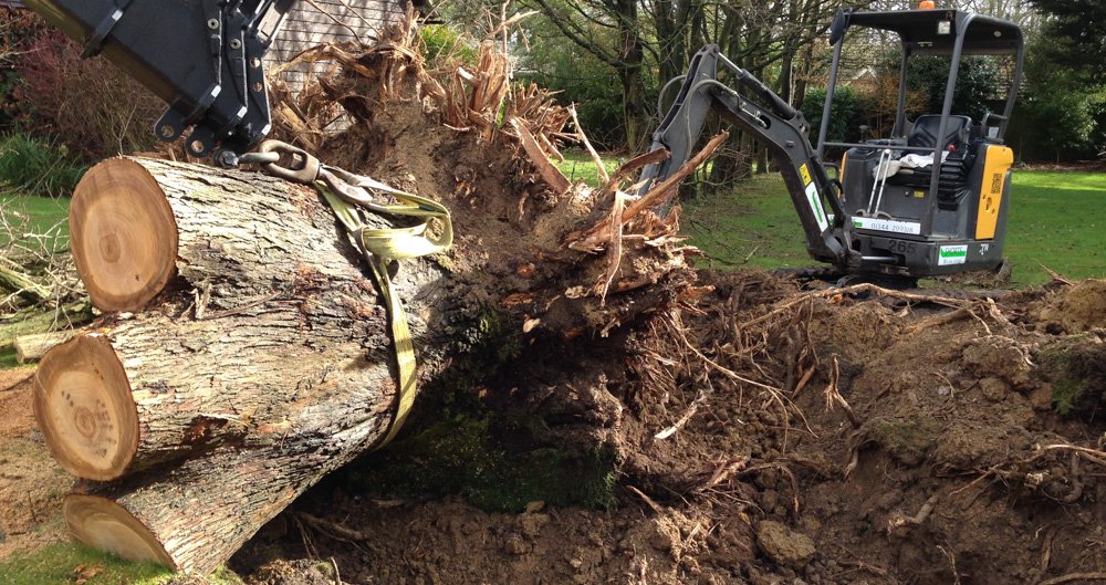 Tree Removal Adelaide company
