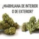 Indoor Or Outdoor Which Marijuana Is Better