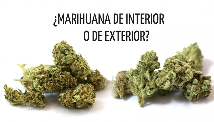 Indoor Or Outdoor Which Marijuana Is Better